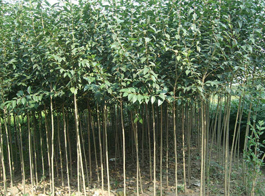 大葉女貞樹(shù)什么時(shí)候種植成活率更高？